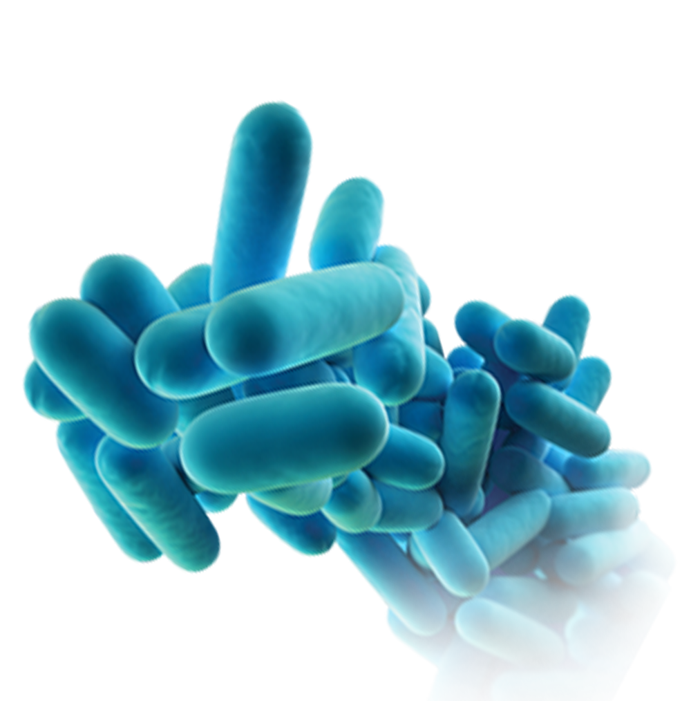 legionella Pneumophila